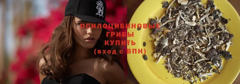 hydra ссылки  Вельск  Псилоцибиновые грибы Psilocybe 